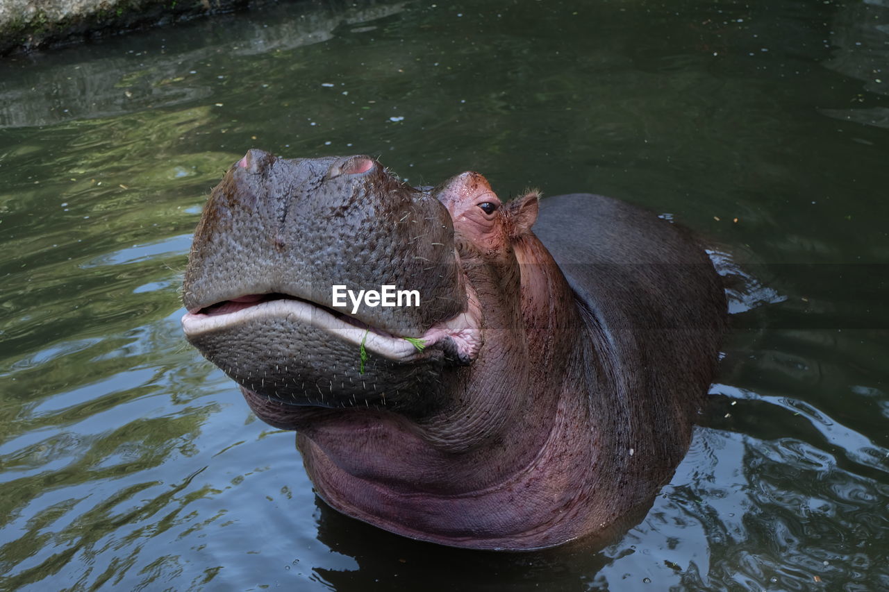 A hippopotamus taking a bath