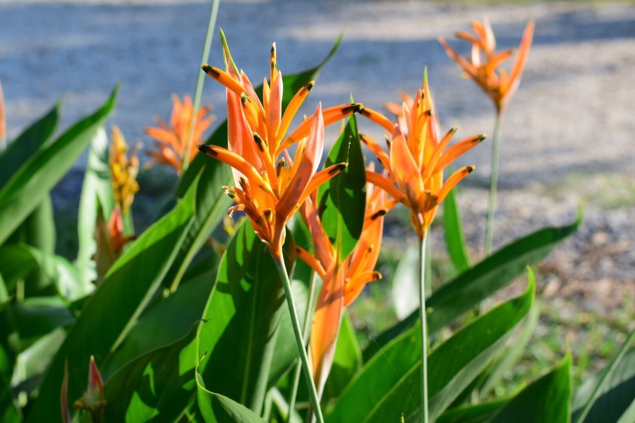 CLOSE-UP OF YELLOW FLOWERS