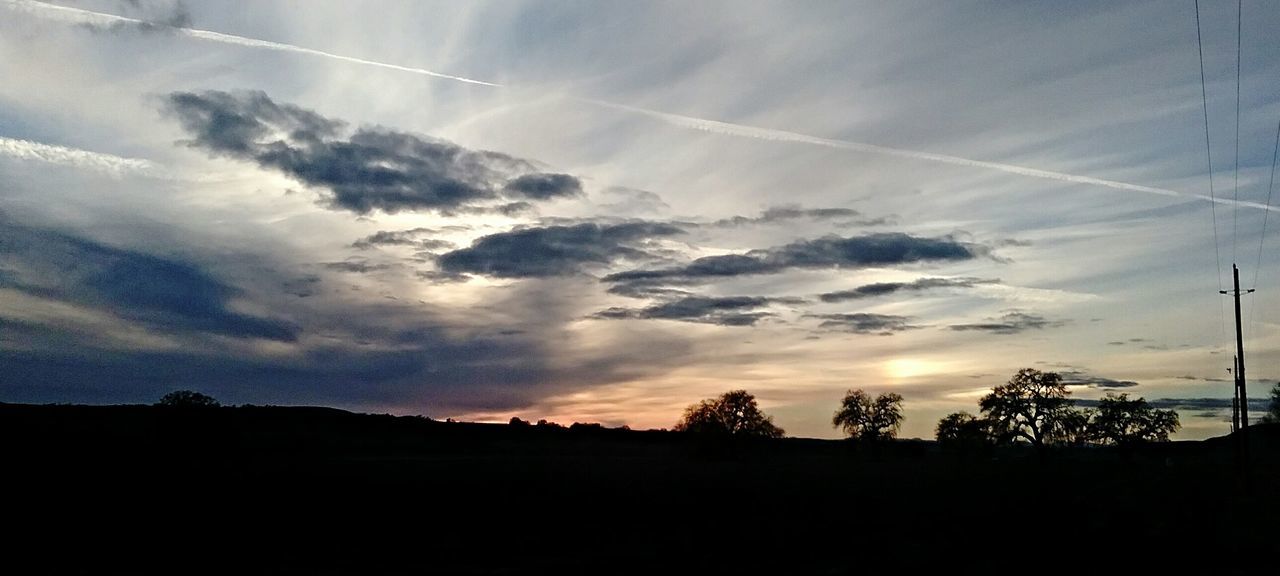 SILHOUETTE OF TREES AT SUNSET