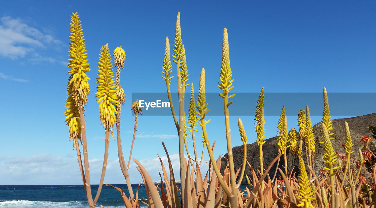 Close-up of plants growing on field against sky