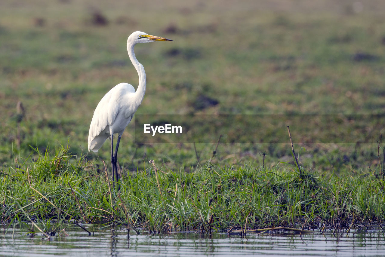 Bird perching on grass by lake