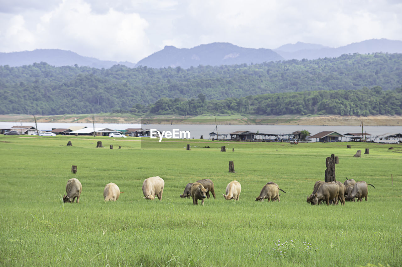 VIEW OF SHEEP GRAZING IN FIELD