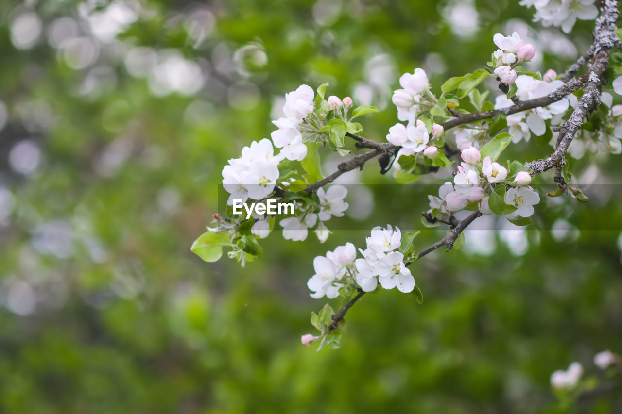plant, flower, flowering plant, beauty in nature, freshness, tree, fragility, springtime, blossom, nature, branch, growth, white, produce, flower head, close-up, inflorescence, botany, petal, outdoors, food, no people, focus on foreground, cherry blossom, day, fruit tree, twig, apple tree, plant part, apple blossom, environment, selective focus, leaf, food and drink, green, summer, cherry tree, pink, fruit, macro photography