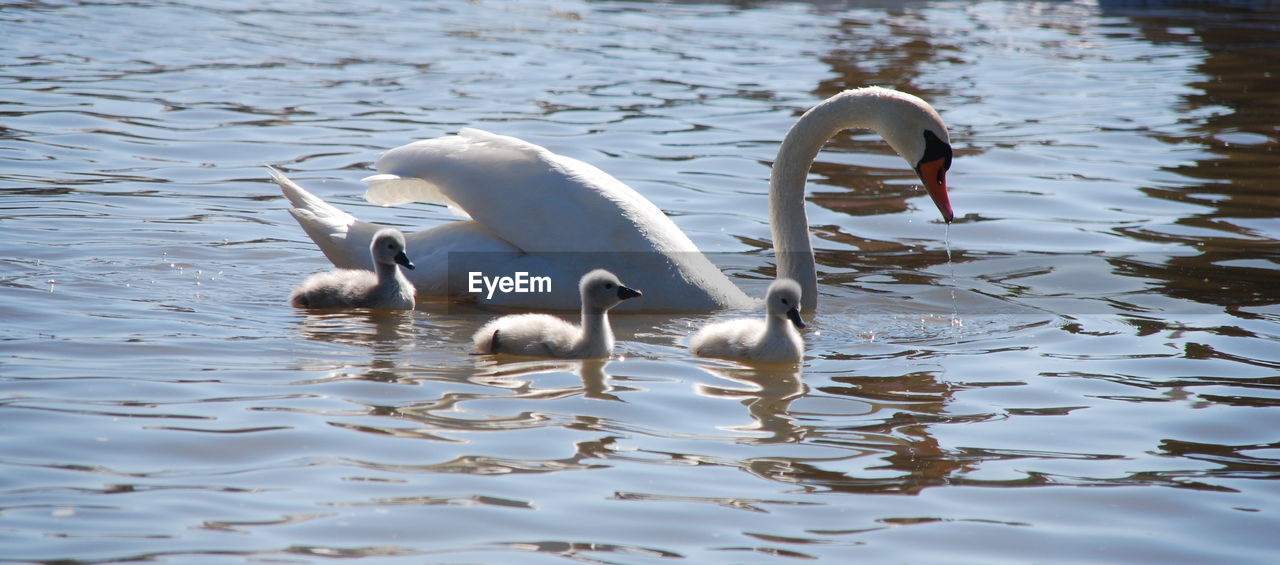White swan family in river