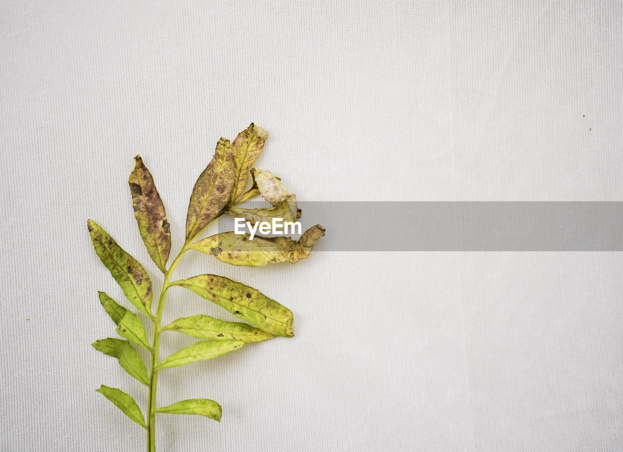 Beautiful yellow green gradient leaf isolated on white background, a dry greenish leaf kept on left