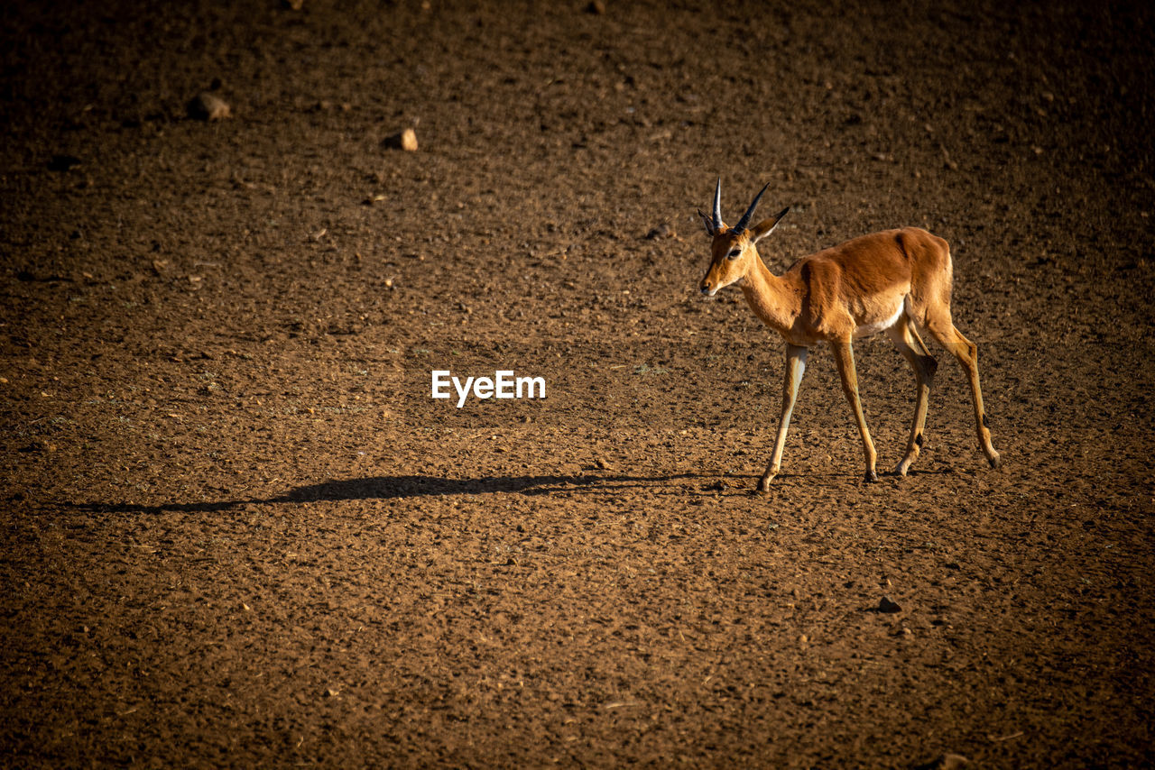 Male common impala walks casting long shadow