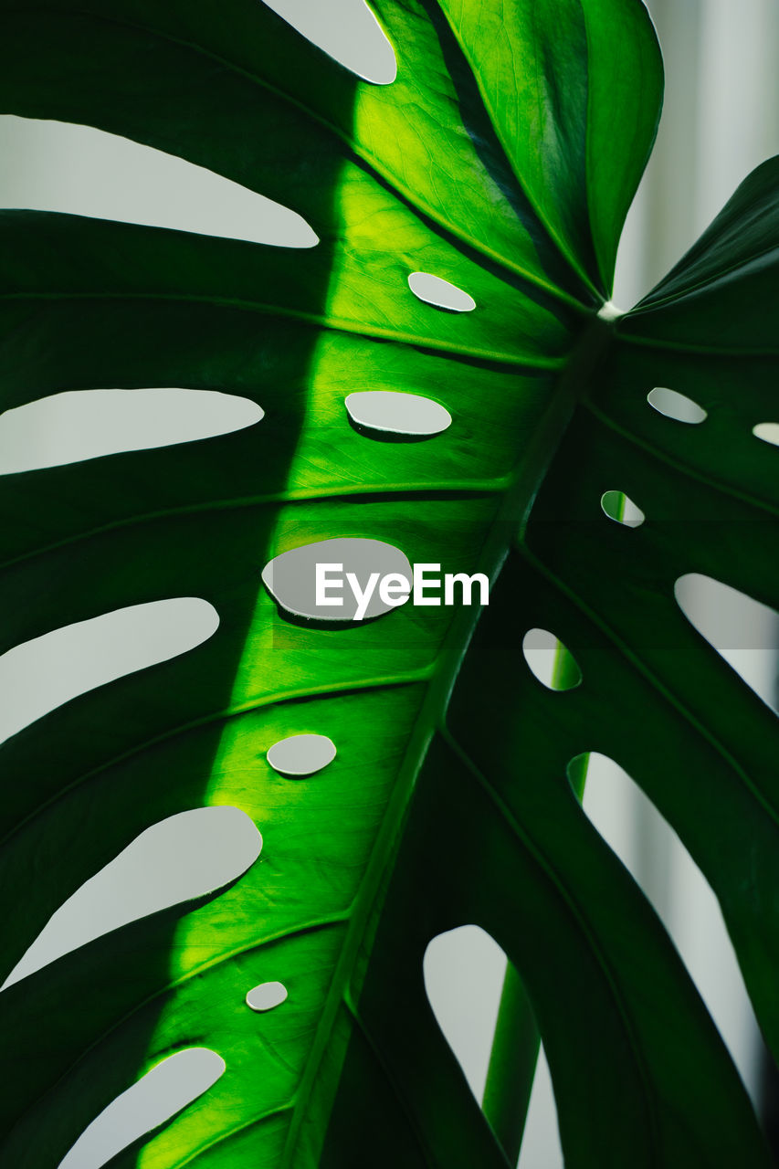 low angle view of leaf