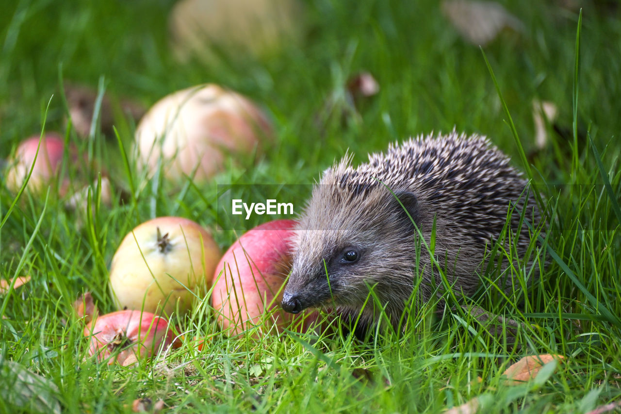 erinaceidae, hedgehog, domesticated hedgehog, grass, animal, animal themes, plant, animal wildlife, wildlife, mammal, porcupine, nature, no people, echidna, one animal, food, close-up, outdoors, cute, day, young animal, green, food and drink, field, grass area