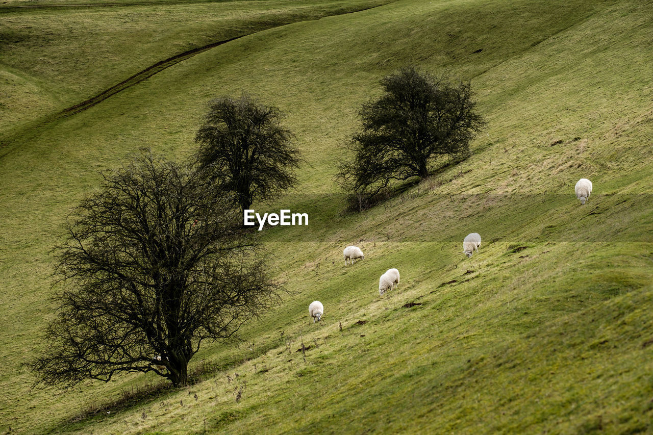 Sheep grazing on grassy hill
