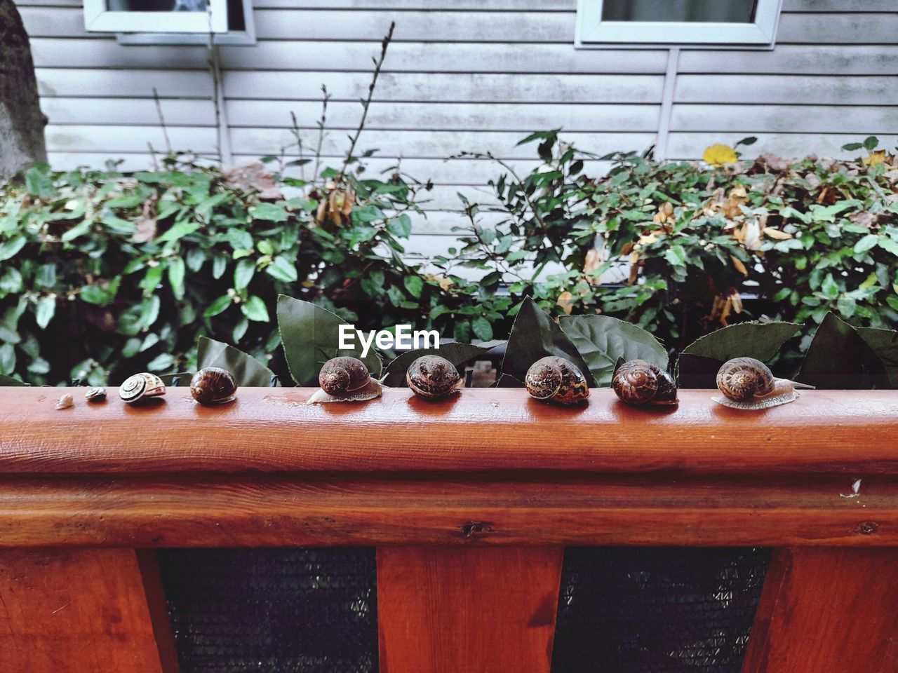 CLOSE-UP OF PLANTS ON WINDOW