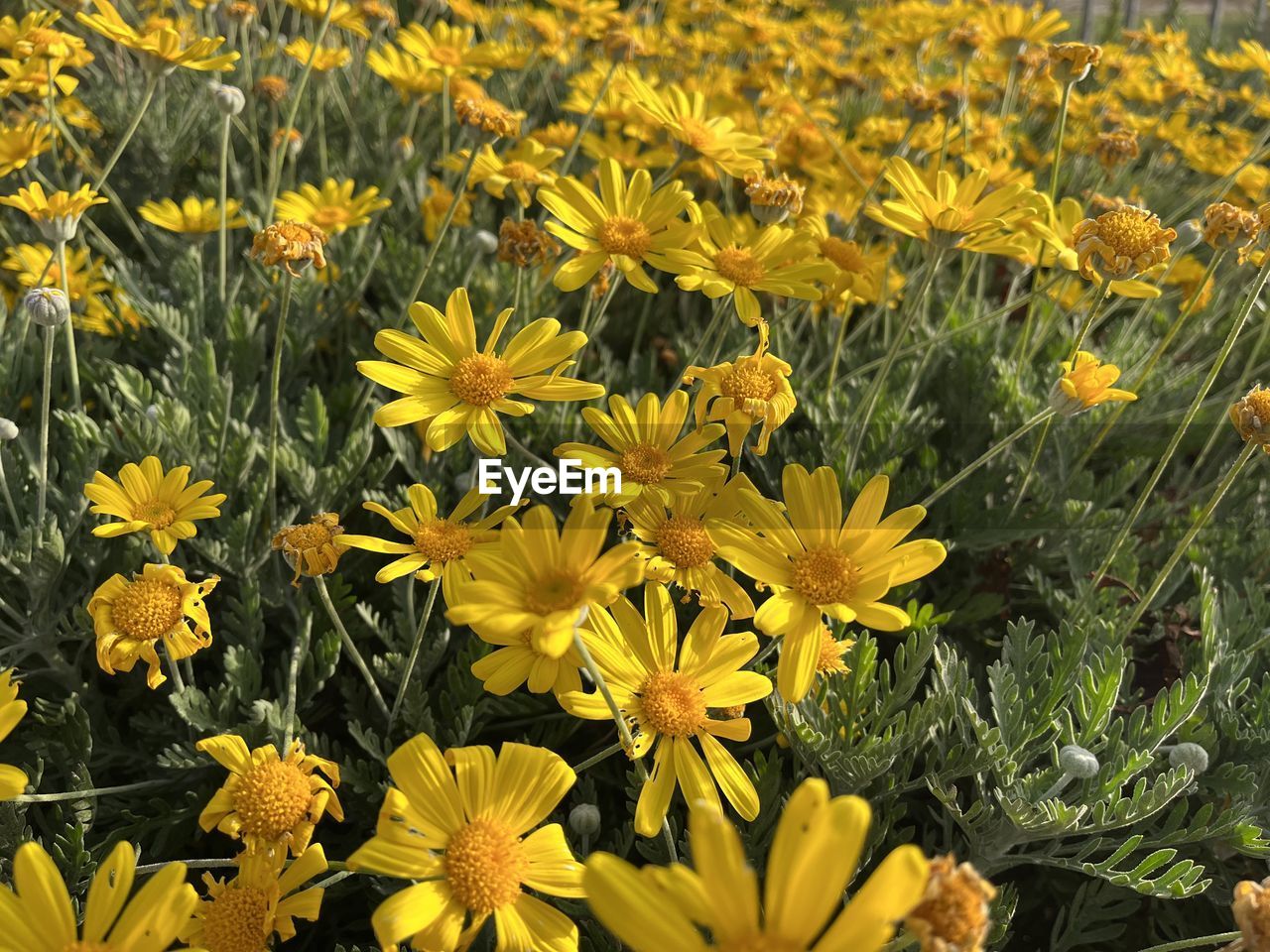 flower, flowering plant, plant, beauty in nature, freshness, yellow, growth, fragility, flower head, nature, petal, inflorescence, field, close-up, land, no people, meadow, day, botany, high angle view, wildflower, outdoors, green, springtime, sunlight, abundance, blossom, full frame, plant part, prairie, leaf