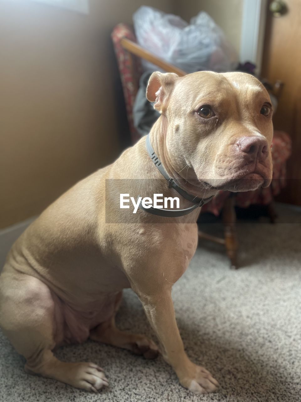 pet, domestic animals, animal themes, one animal, mammal, dog, canine, animal, indoors, looking, carnivore, bulldog, looking away, home interior, lap dog, sitting, no people, collar, focus on foreground, puppy, pet collar, full length, portrait