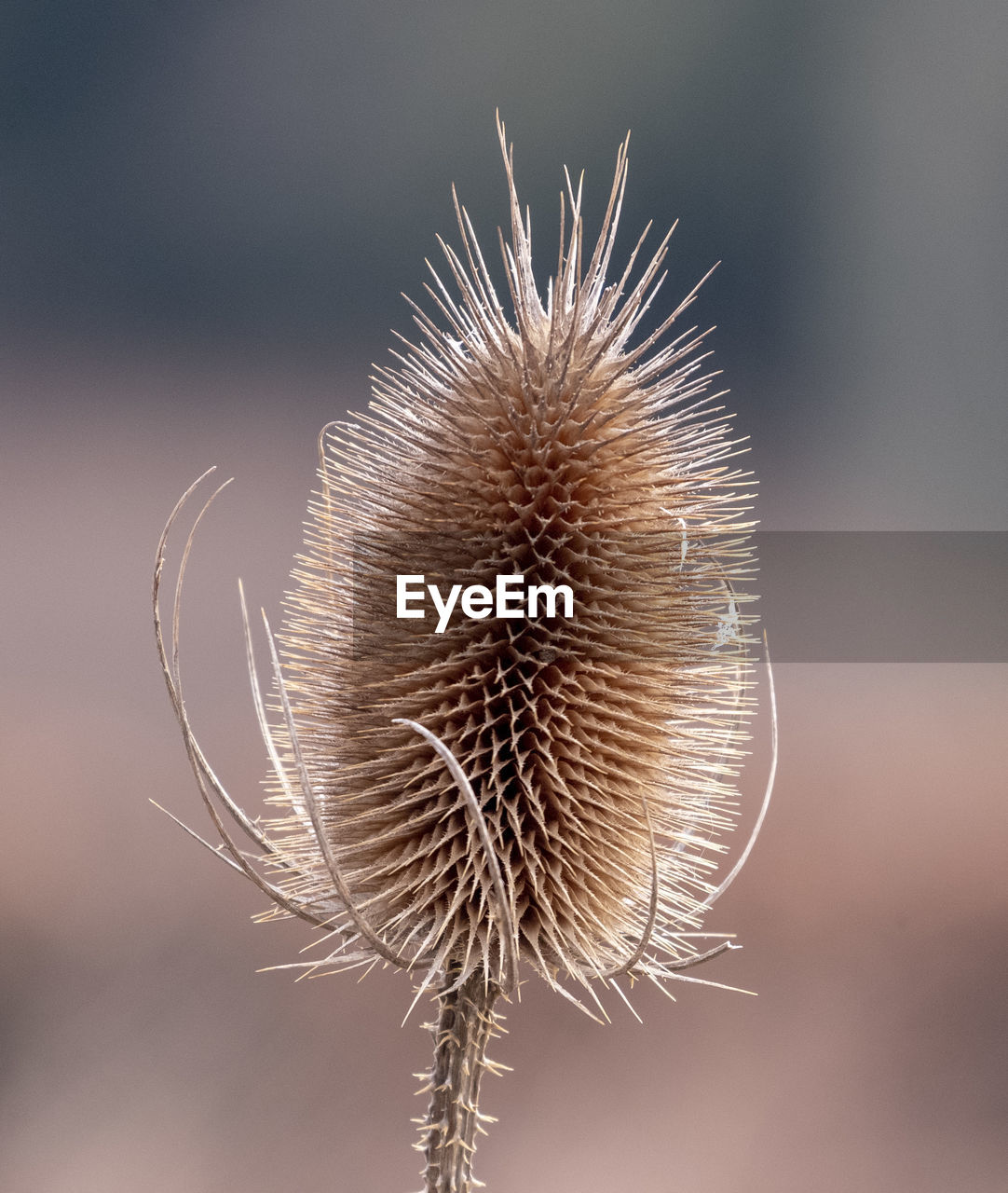 flower, plant, close-up, macro photography, nature, flowering plant, beauty in nature, freshness, fragility, no people, focus on foreground, thorns, spines, and prickles, dandelion, seed, outdoors, leaf, thistle, branch, growth, wildflower, colored background, plant stem, dry, tranquility, macro, flower head, environment, inflorescence