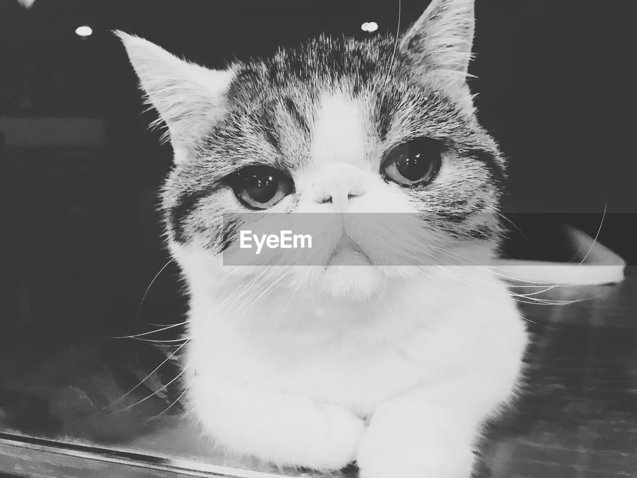 CLOSE-UP PORTRAIT OF A CAT WITH EYES