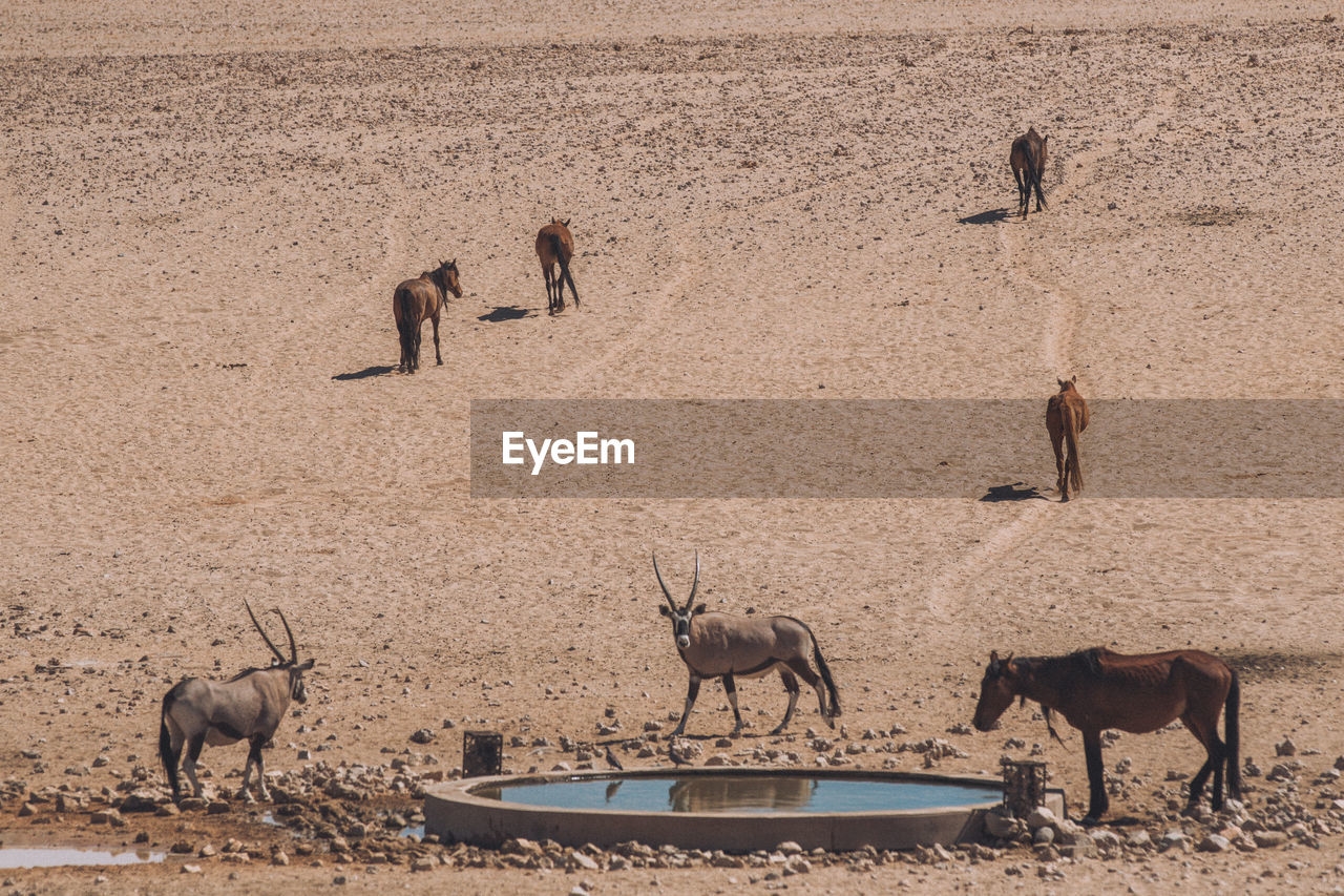 Oryx and horses by water on land