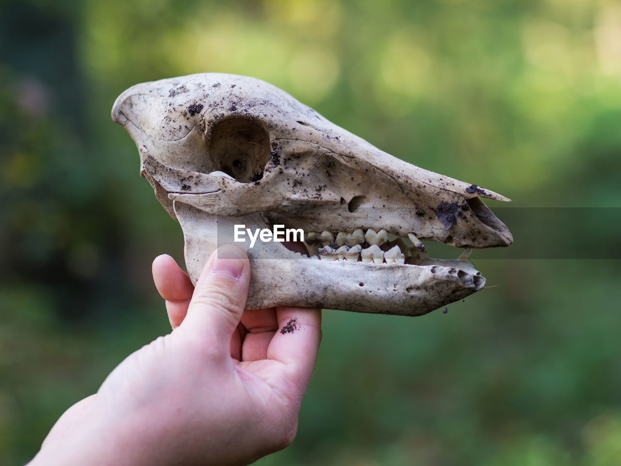 Close-up of hand holding deer skull