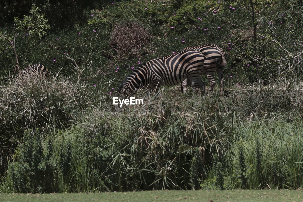 VIEW OF ZEBRA ON FIELD