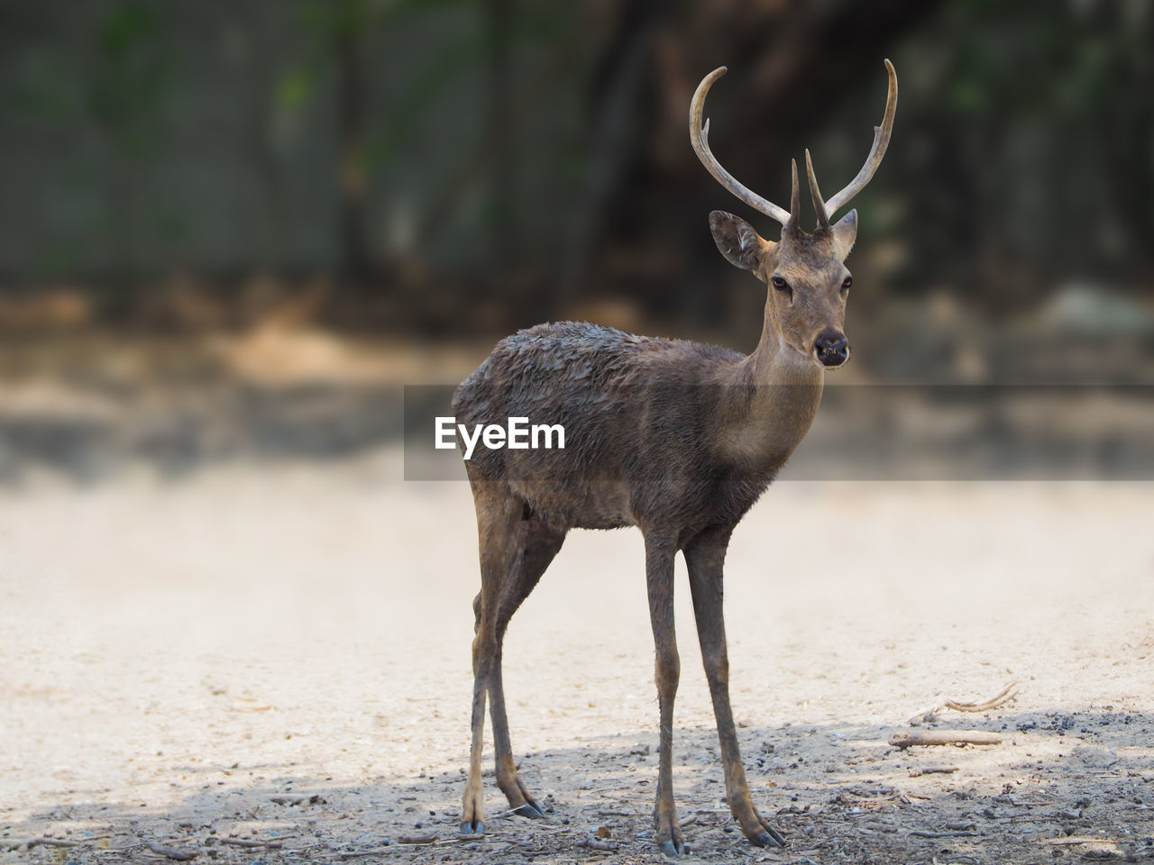 animal, animal themes, animal wildlife, wildlife, one animal, mammal, deer, no people, nature, full length, standing, day, outdoors, portrait, land, side view, antler, herbivorous, environment, tree, focus on foreground, looking at camera, forest, travel destinations, landscape, beauty in nature