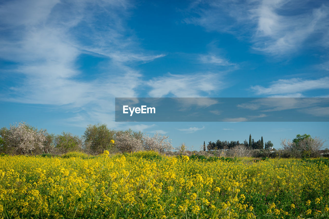 Scenic view of oilseed rape field against sky