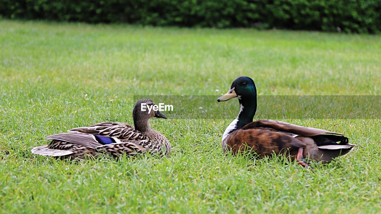 MALLARD DUCK ON GRASS