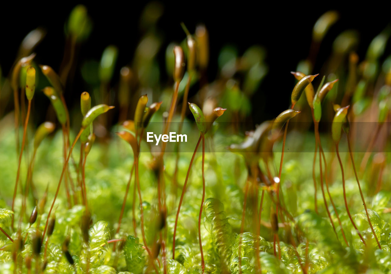 Close-up of moss on black background 