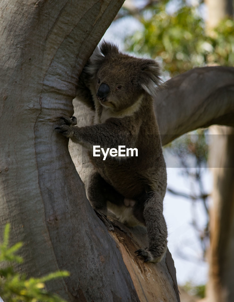 Koala at great otway national park