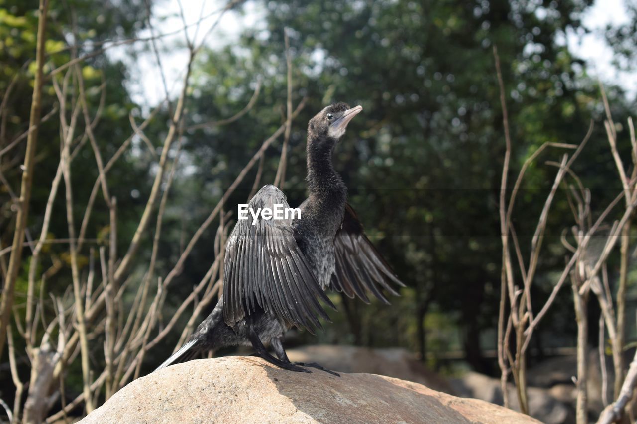 BIRD PERCHING ON A TREE