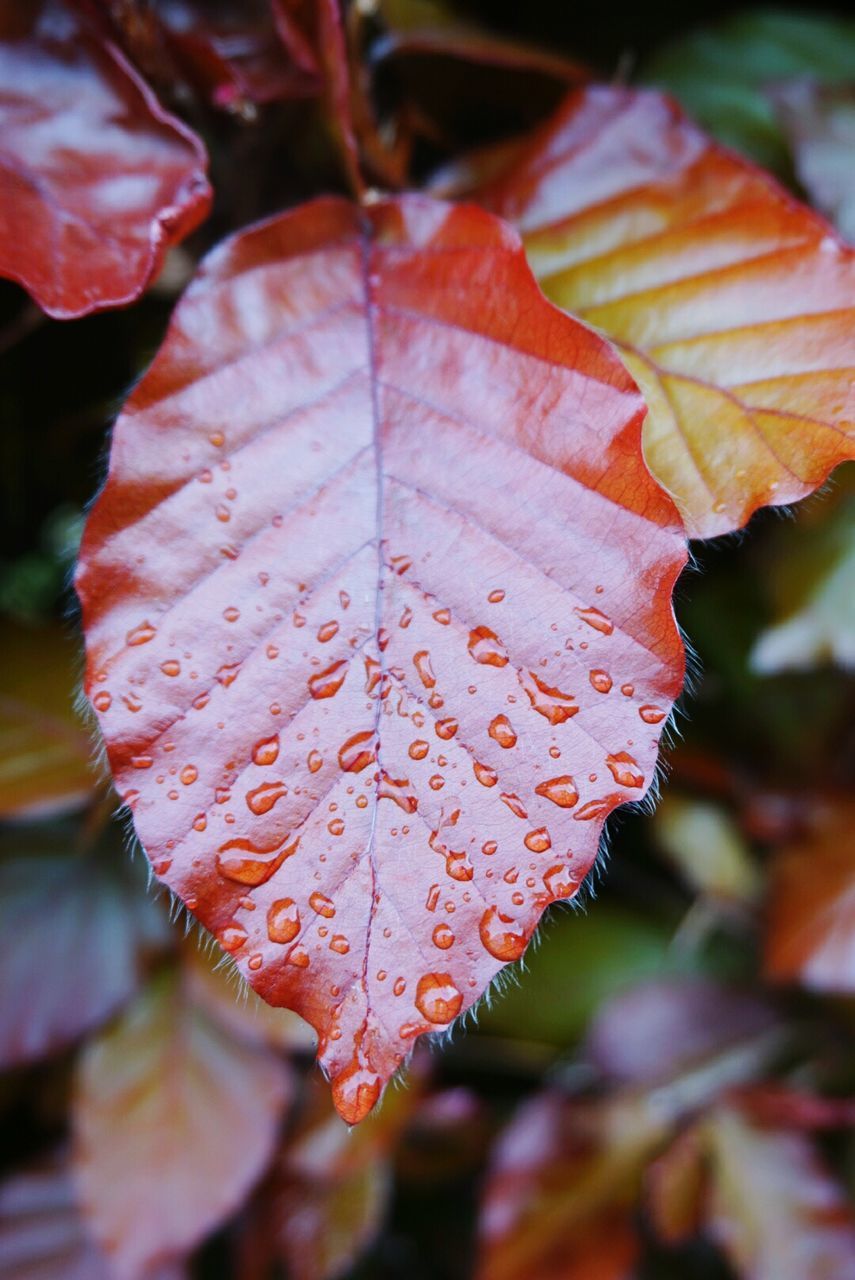 CLOSE-UP OF WET ORANGE LEAF DURING AUTUMN