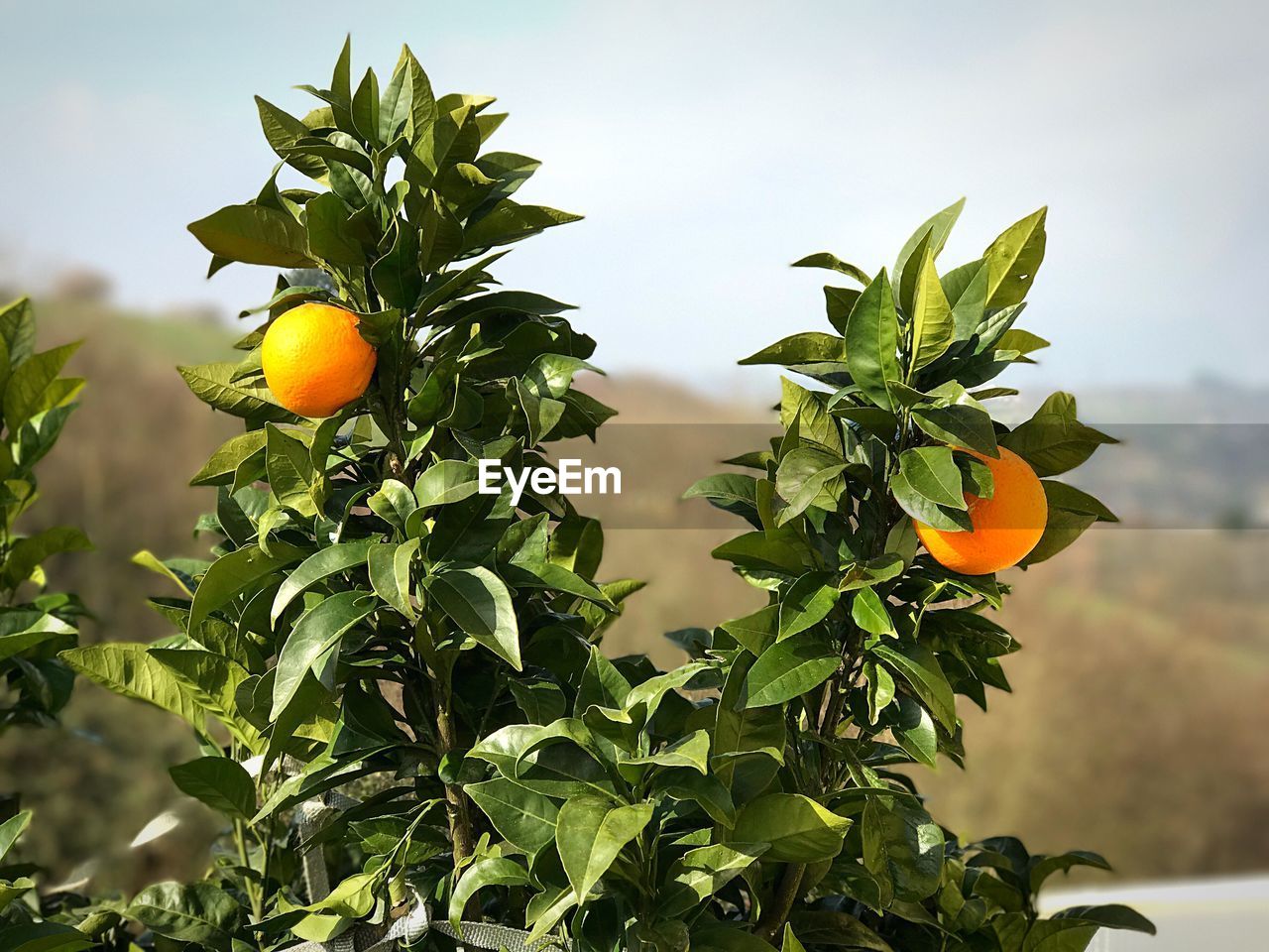 Low angle view of oranges growing on tree against sky