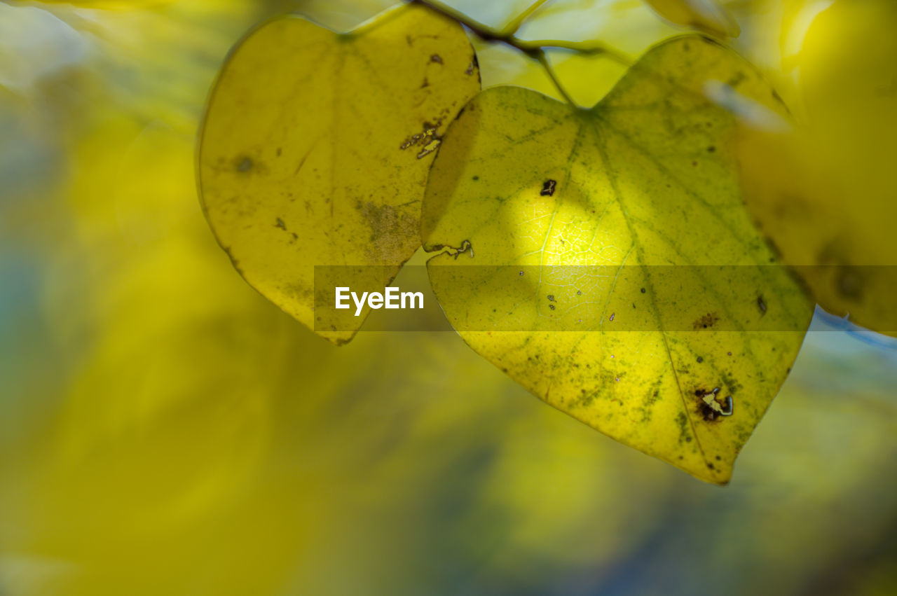 close-up of autumn leaf