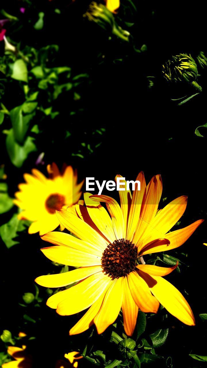 CLOSE-UP OF YELLOW FLOWERS