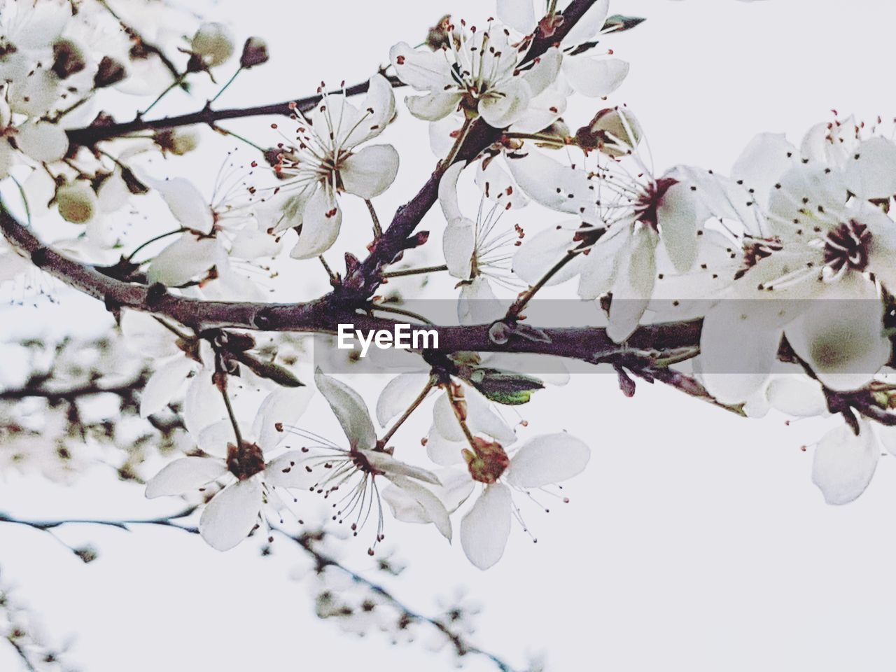 LOW ANGLE VIEW OF CHERRY BLOSSOM AGAINST CLEAR SKY