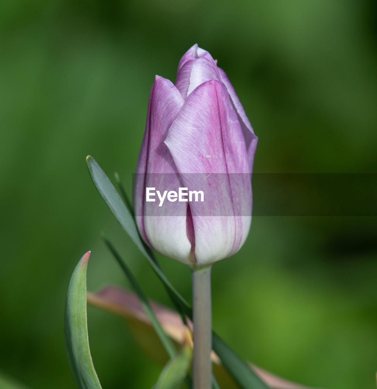 Close-up of pink rose flower