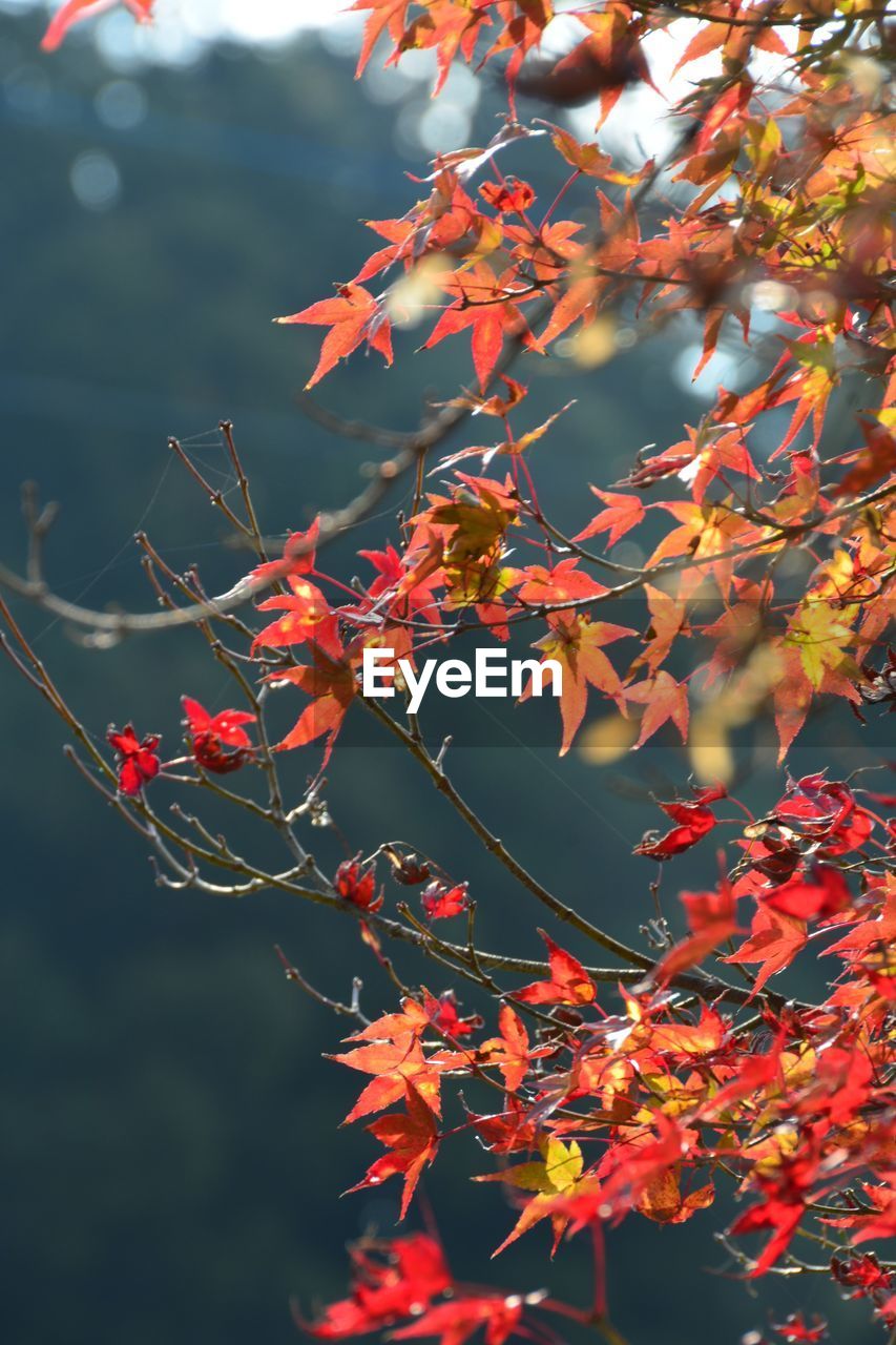 Close-up of red maple leaves on tree