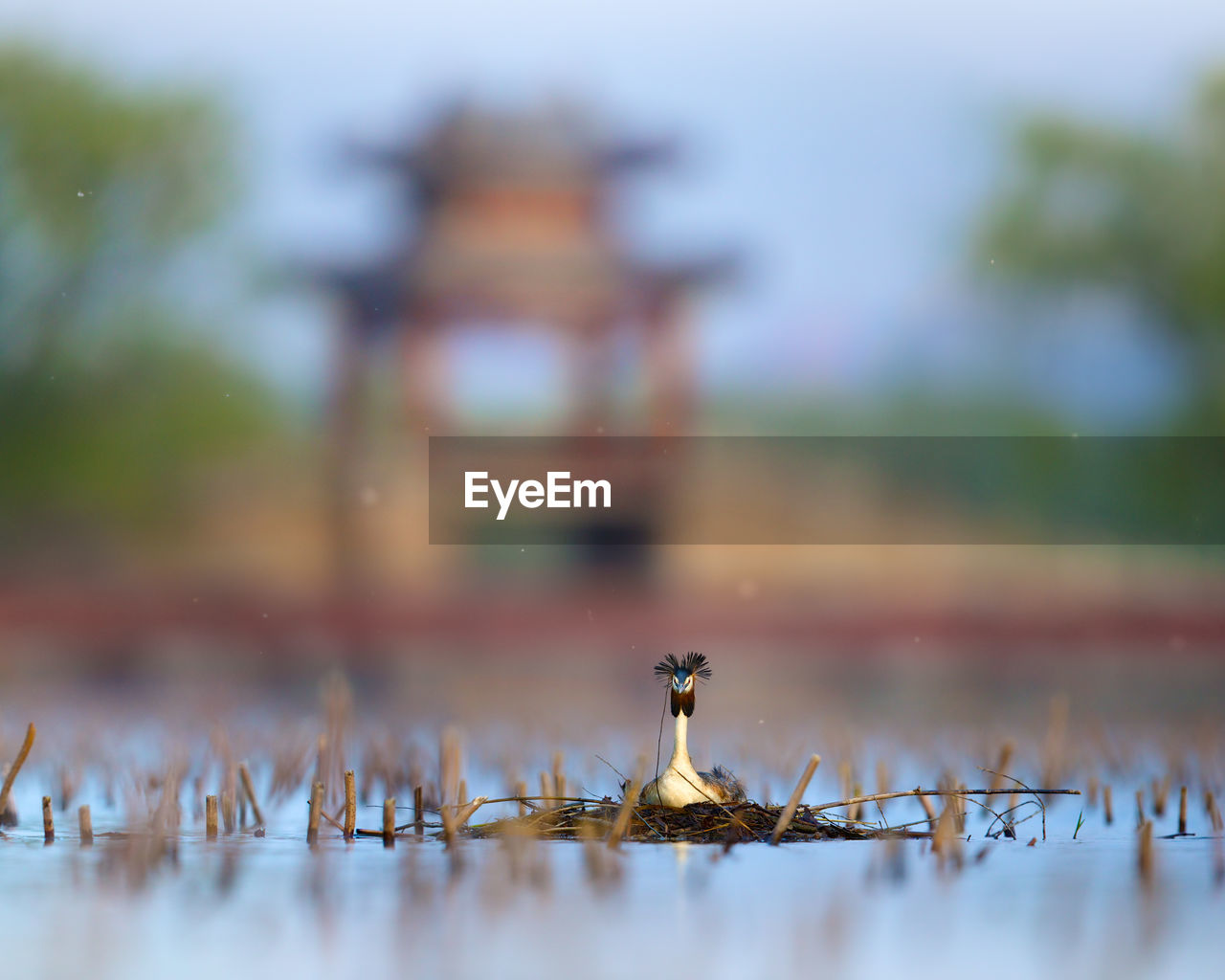 Great crested grebe on nest in lake