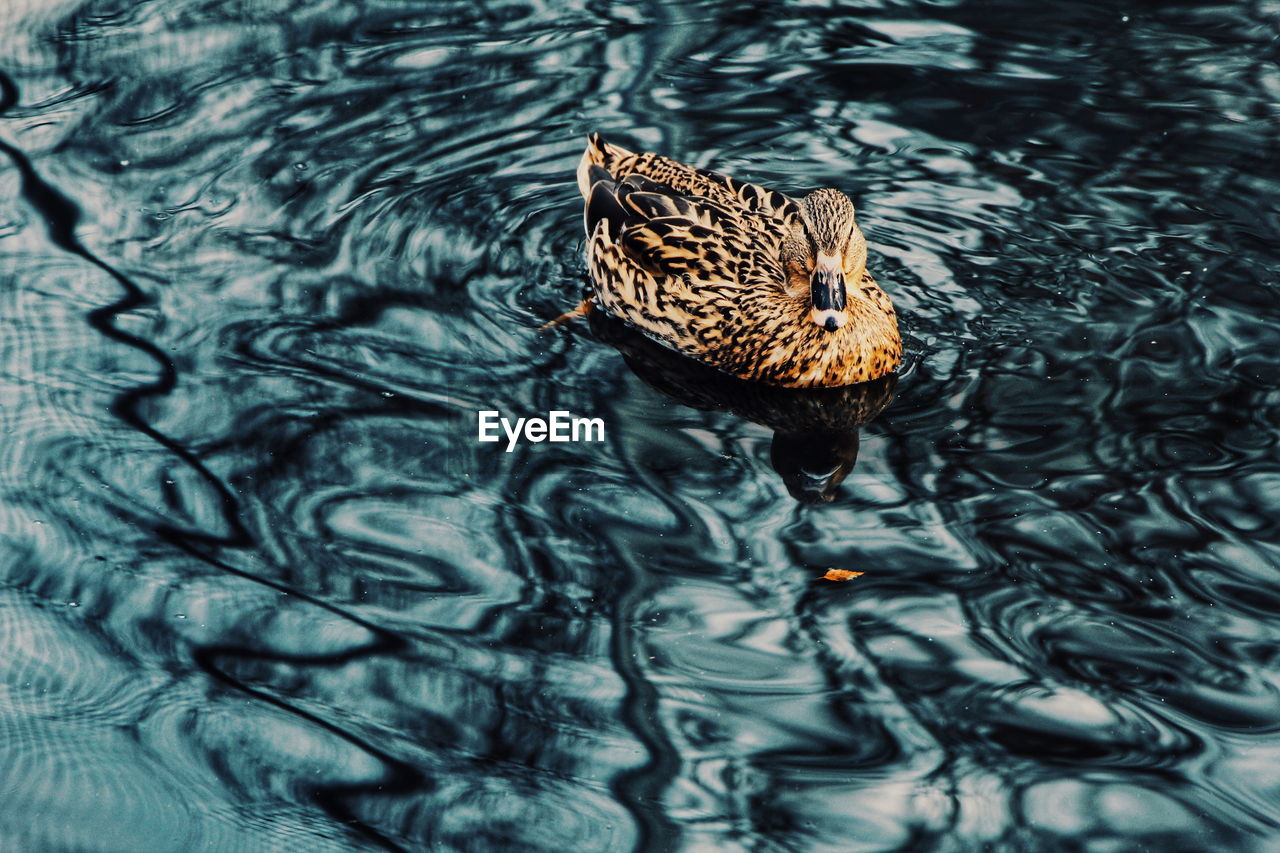 High angle view of duck swimming in lake