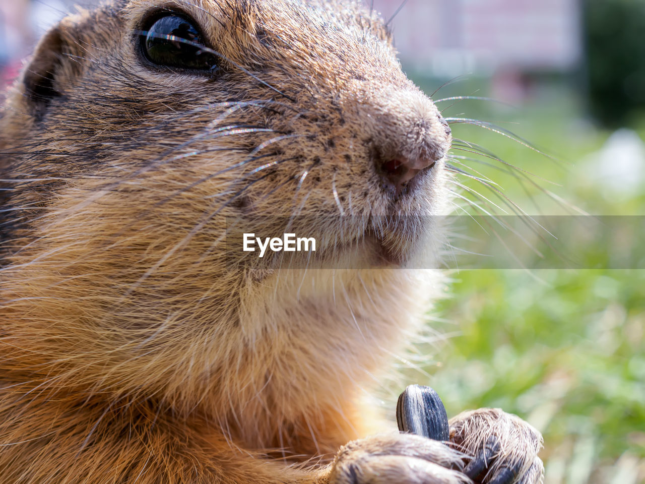 animal, animal themes, mammal, whiskers, one animal, animal wildlife, wildlife, rodent, close-up, animal body part, squirrel, pet, animal head, prairie dog, focus on foreground, no people, animal hair, nature, cute, outdoors, portrait, day