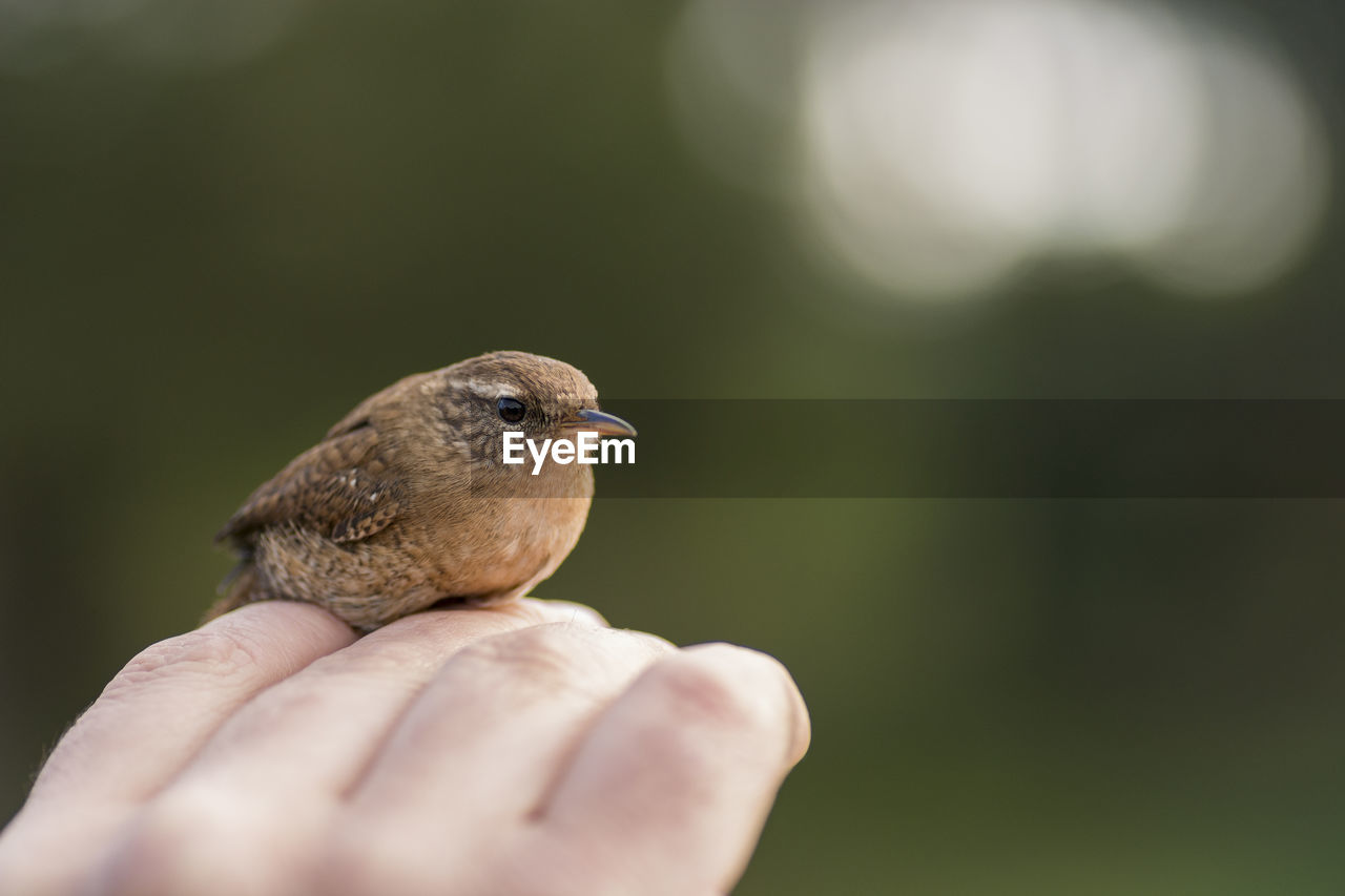 CLOSE-UP OF PERSON HOLDING BIRD