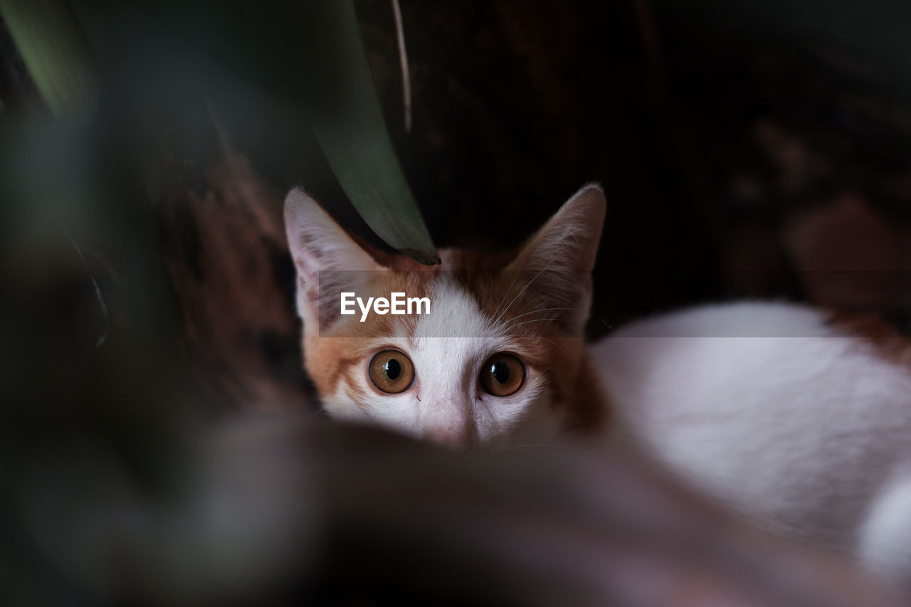 Close-up portrait of cat at home