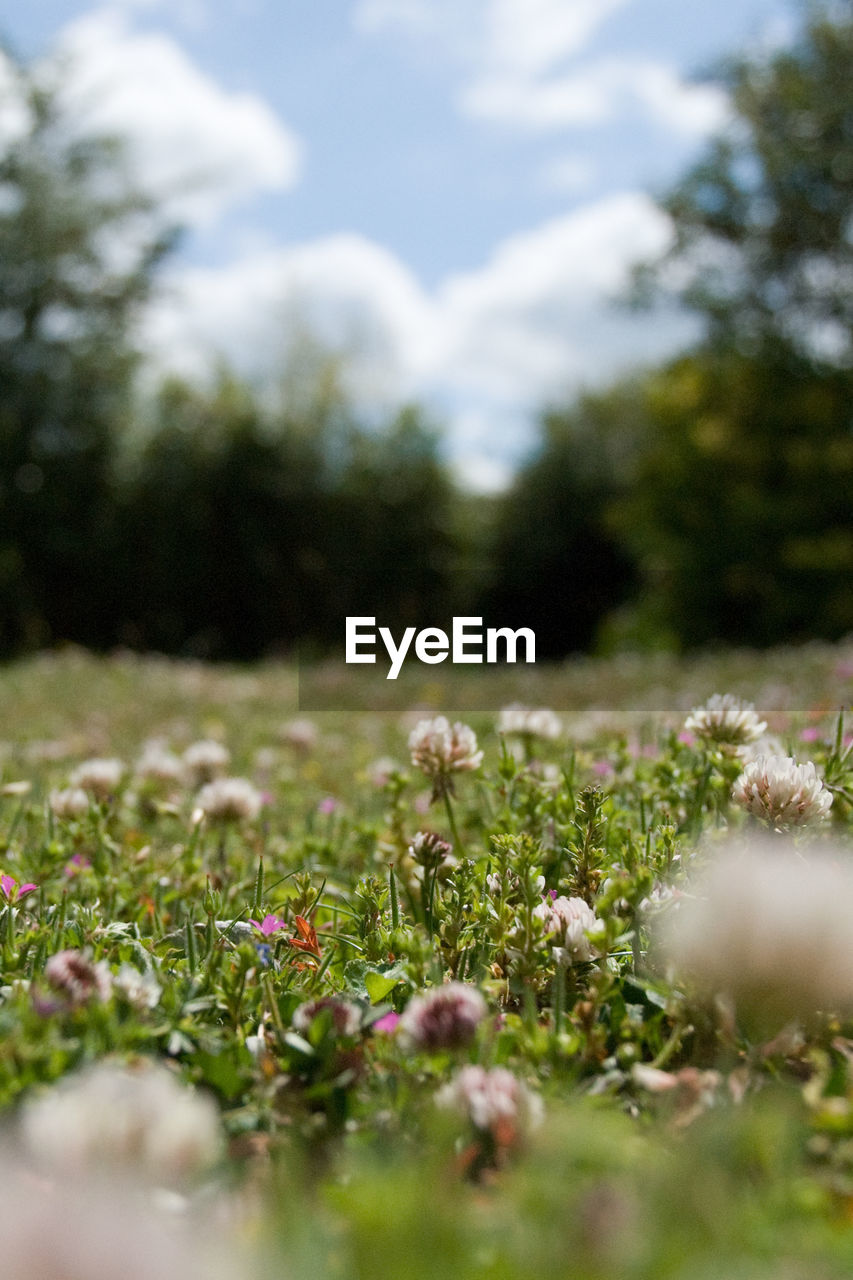 Close-up of plant growing on field