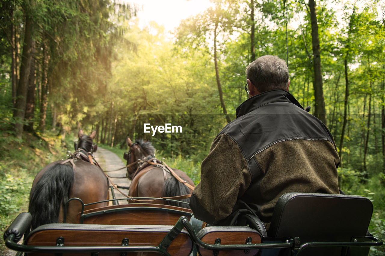 REAR VIEW OF PEOPLE RIDING HORSES