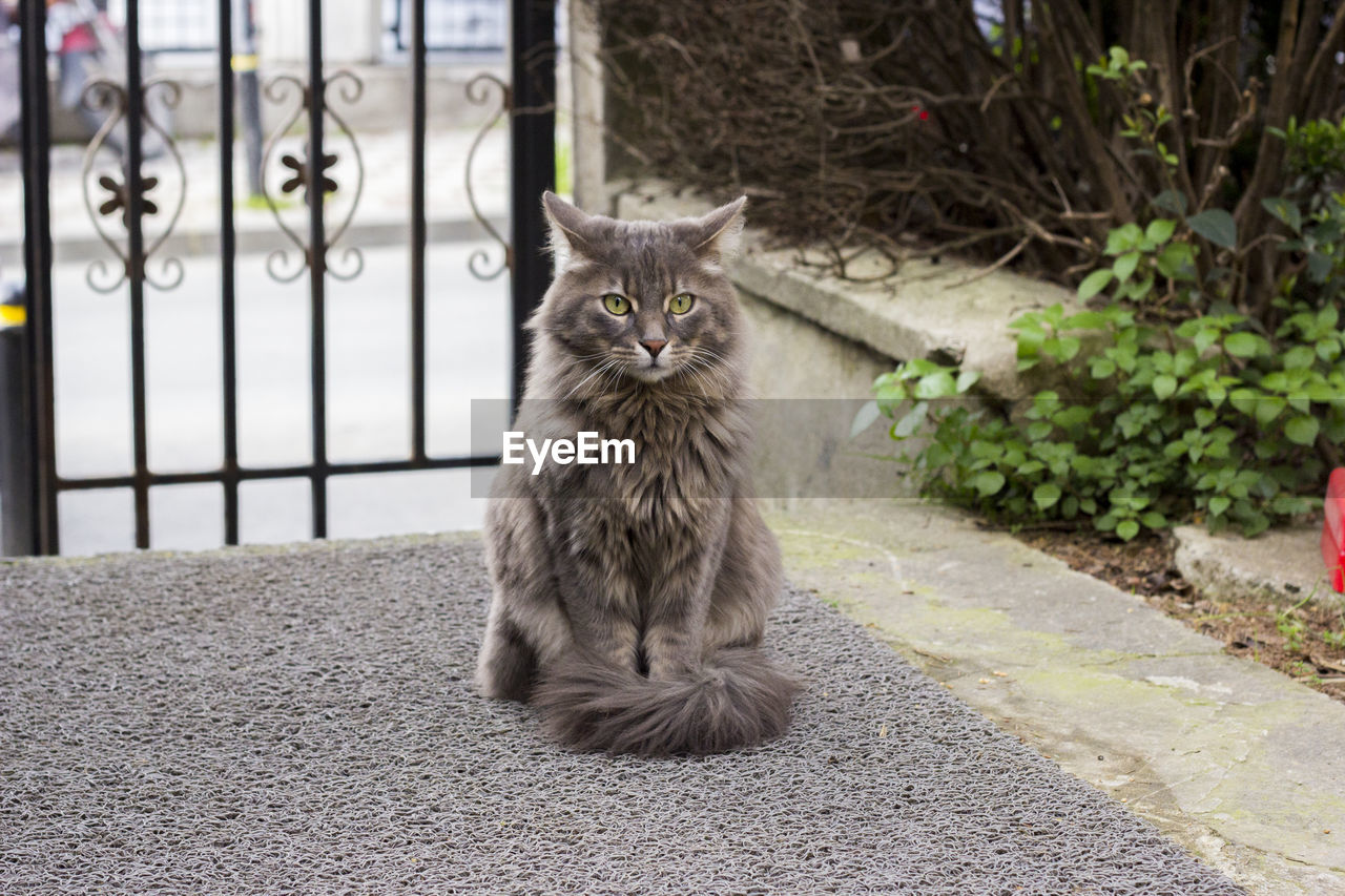 Portrait of maine coon cat sitting at entrance gate in yard