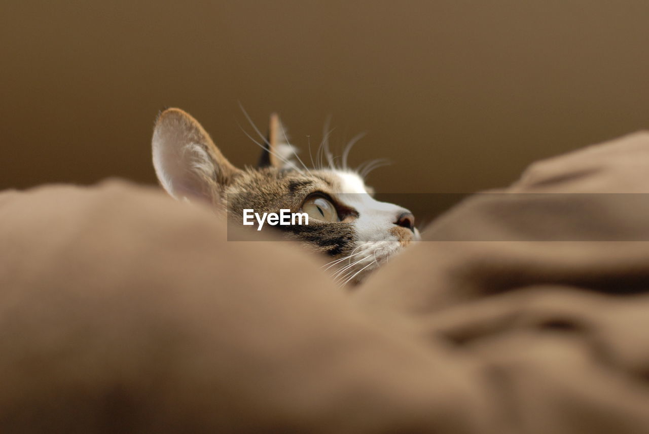 Portrait of brown tabby cat