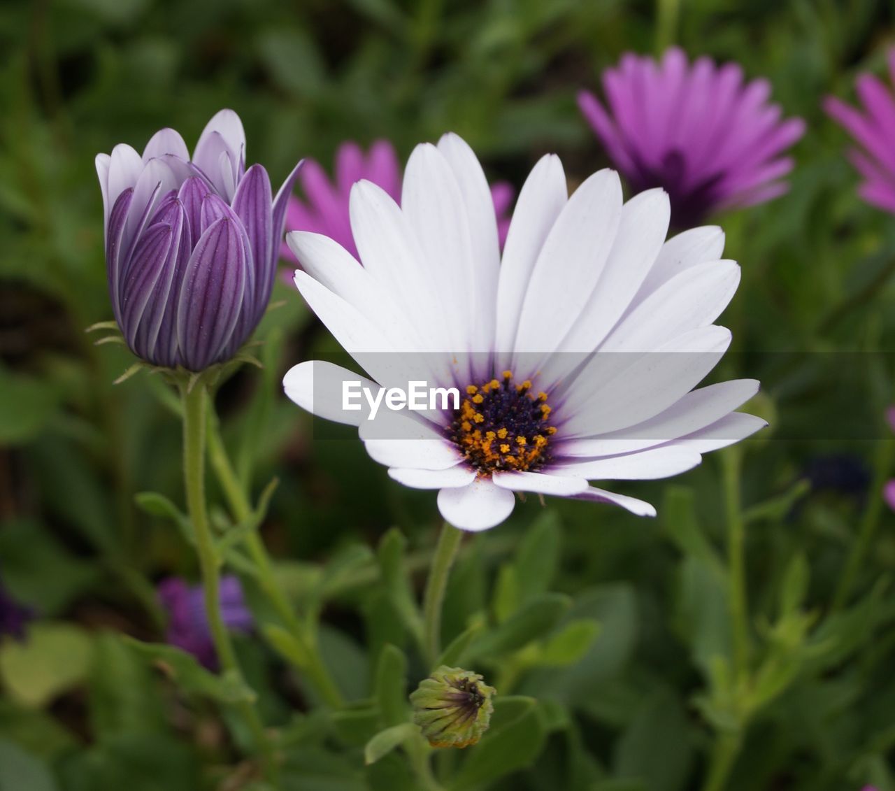 Close-up of beautiful flowers blooming