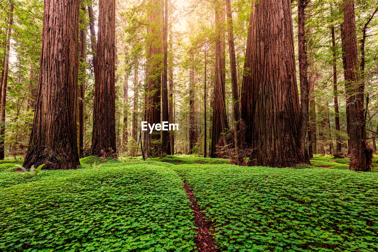 Giant redwood trees in forest