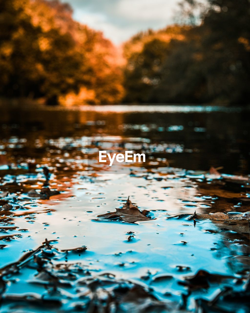 VIEW OF LEAVES FLOATING ON WATER