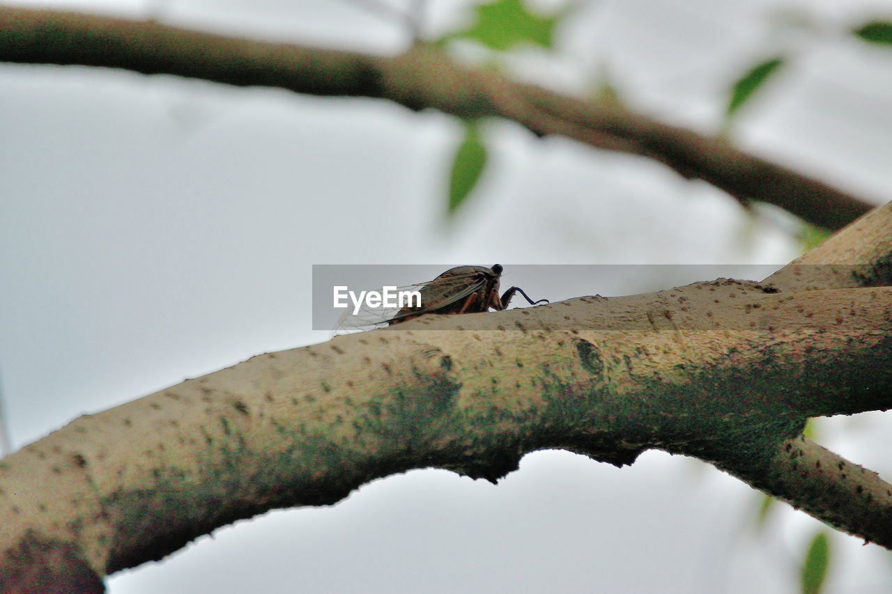 Close-up of bird perching on tree