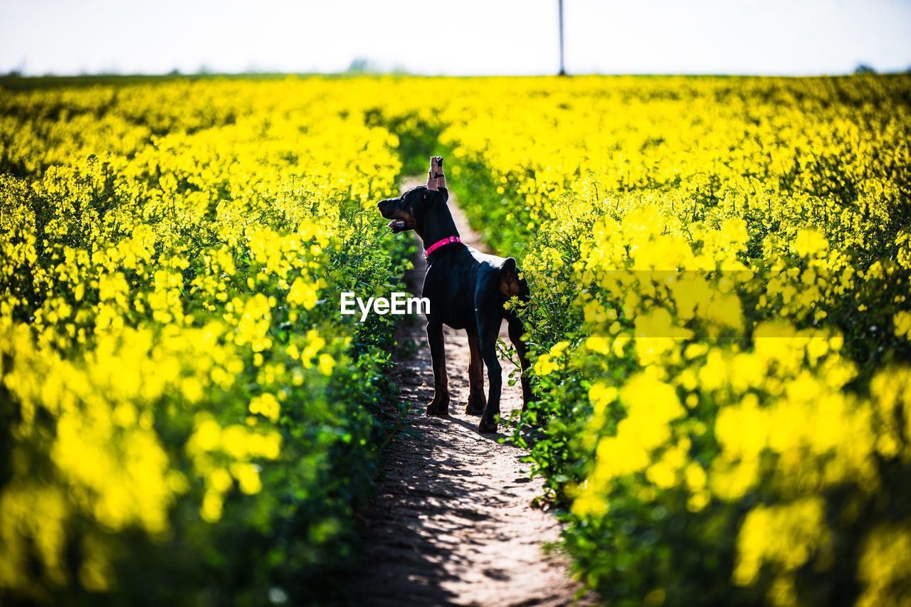 View of dog on field