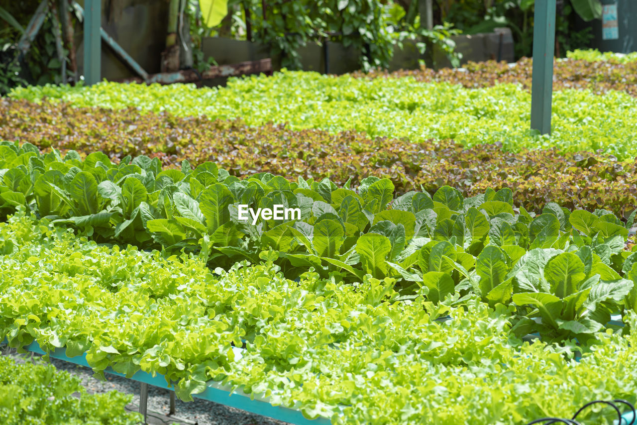 high angle view of plants