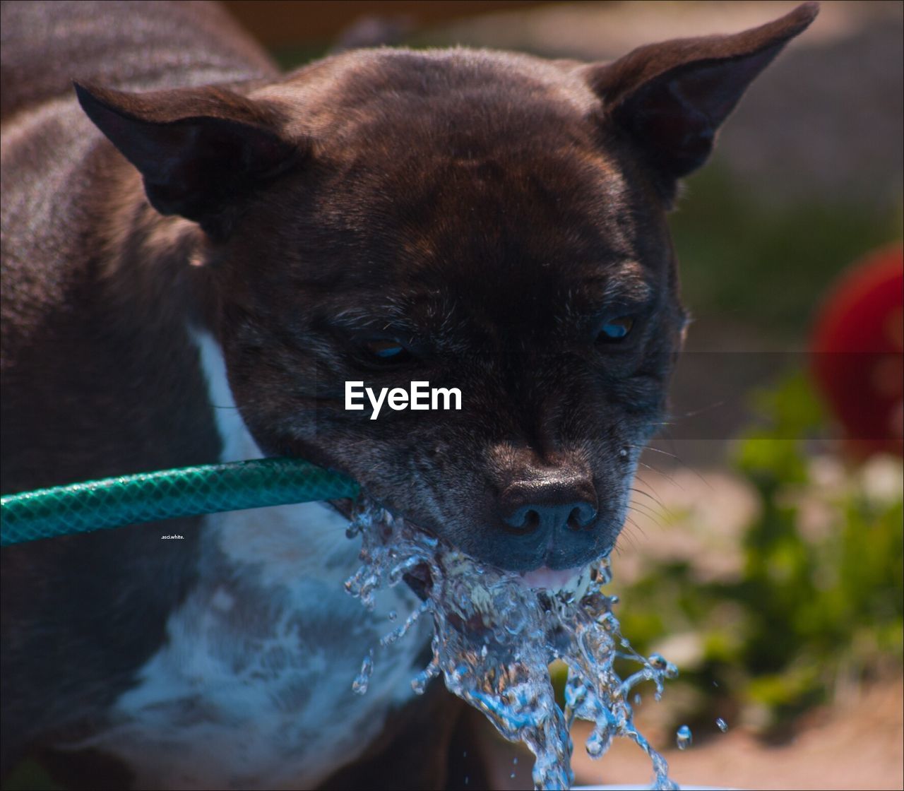 Close-up of dog drinking water from hose